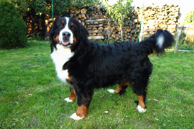 Un chien noir debout sur le terrain.