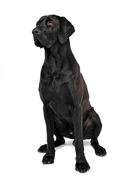 Photo un chien noir détournant son regard sur un fond blanc.