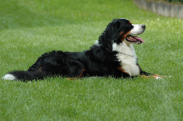 Un chien noir détournant son regard sur l'herbe.