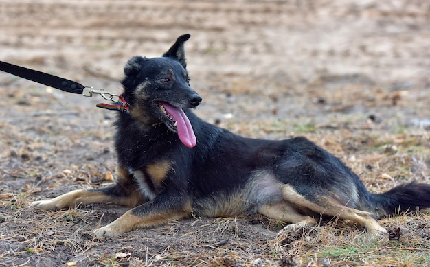 Le chien noir détourne le regard.