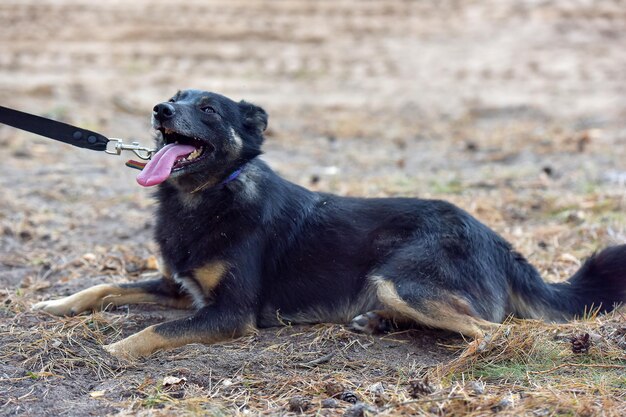 Photo le chien noir détourne le regard.