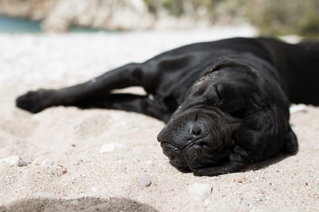 Chien noir dormant sur la plage