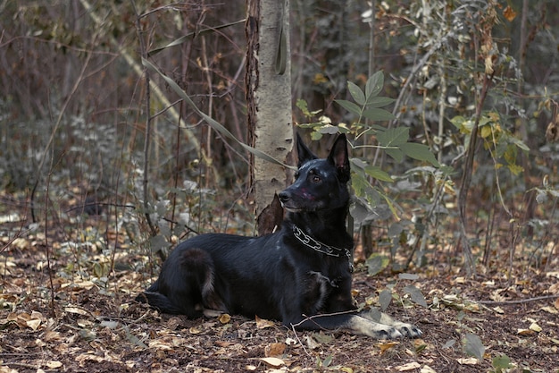 Chien noir avec du maquillage pour Halloween dans une forêt sombre