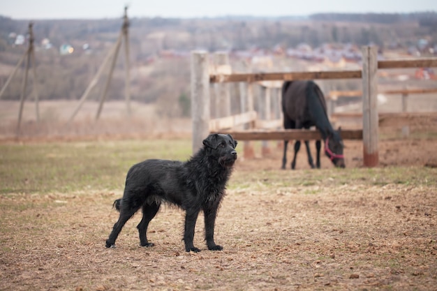 Chien noir garde le paddock avec des chevaux