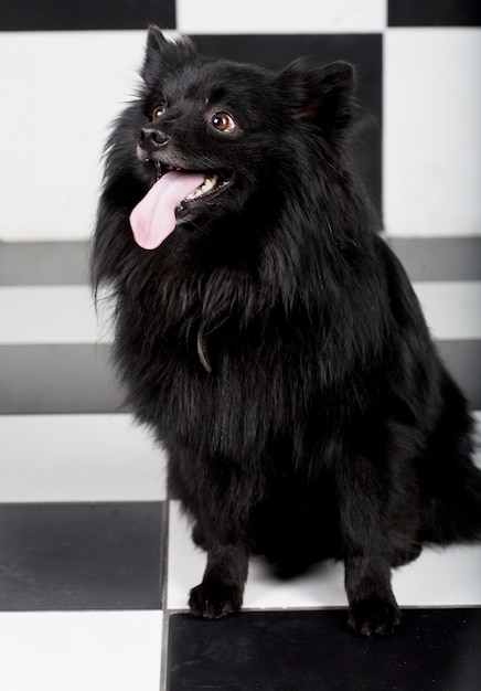 Chien noir avec grand sourire