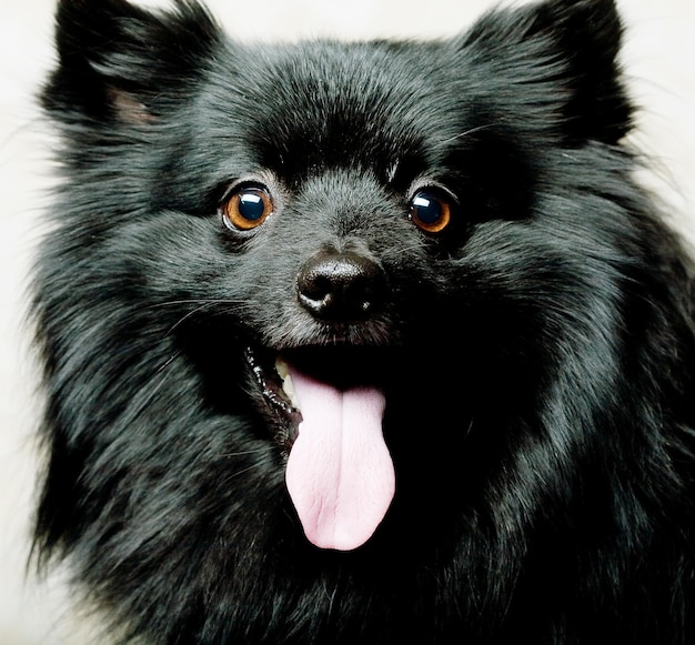 Chien noir avec grand sourire