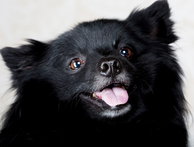 Chien noir avec grand sourire