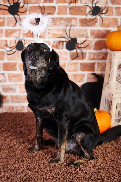 Chien noir avec halo à halloween