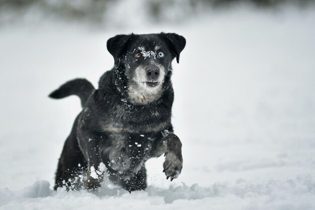 Photo un chien noir heureux qui court dans la neige.