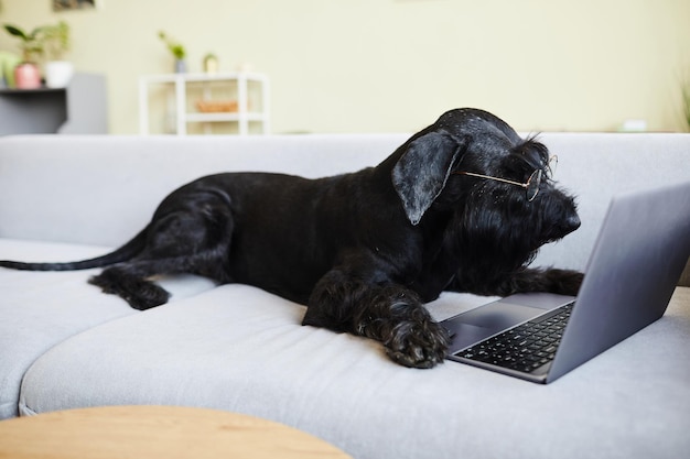 Chien noir à lunettes allongé sur un canapé dans le salon avec ordinateur portable et regarder des vidéos en ligne