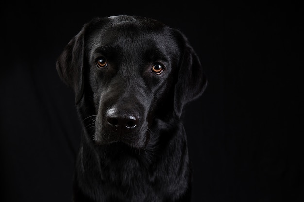 Chien noir mignon regardant la caméra sur fond noir