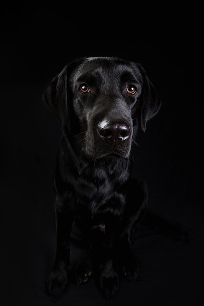 Chien noir mignon regardant la caméra sur fond noir