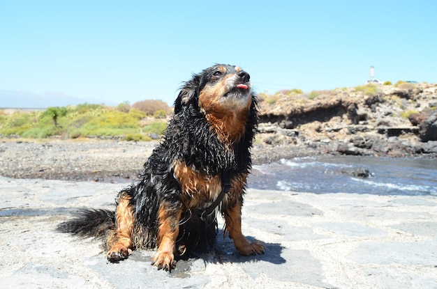 Chien noir mouillé