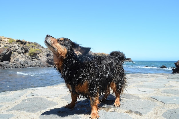 Chien noir mouillé