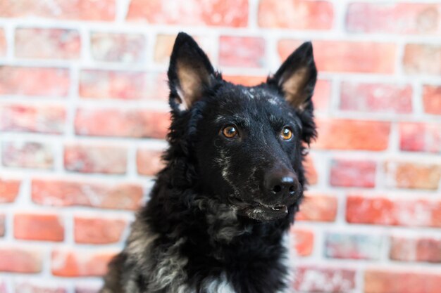 Chien noir mudi assis sur une chaise à l'intérieur