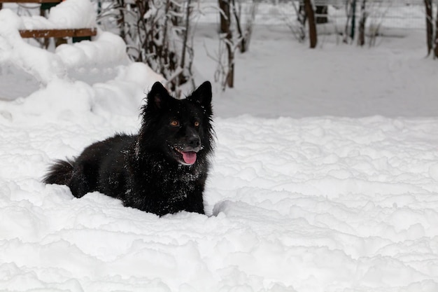 Chien noir sur la neige blanche dans le parc