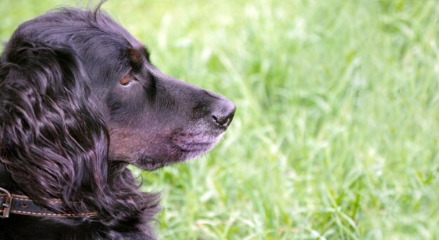 un chien noir avec un nez noir et un nez blanc regarde vers le haut.