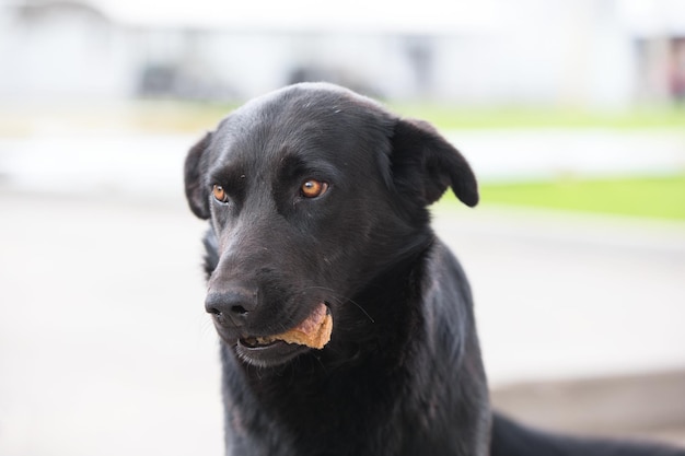 Chien noir avec de la nourriture dans ses dents