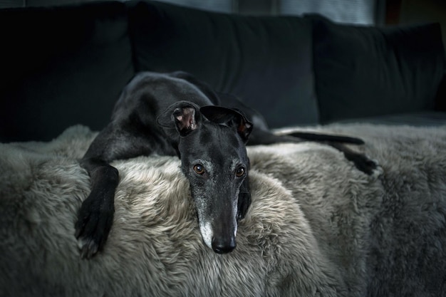 Un chien noir de la race Greyhound de chasse se trouve sur le canapé.