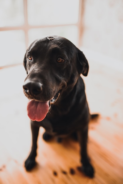 Chien noir de race Retriever est assis dans une maison et tient une bague de mariage sur sa tête.