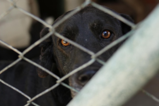 Un chien noir regarde hors d'une cage.