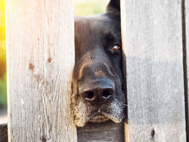 Un chien noir regarde par la clôture