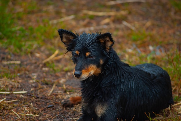 Un chien noir sur route chien de rue indien