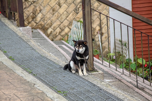 Le chien noir s'asseoir attend que les gens rentrent à la maison