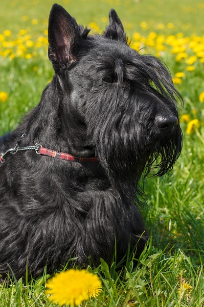 Photo chien noir scottish terrier race