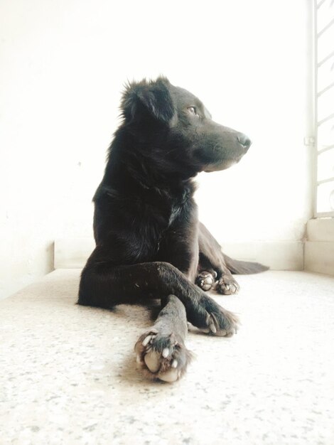 Photo un chien noir se détend sur le rebord de la fenêtre à la maison.