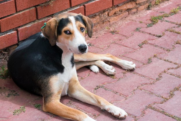 Chien noir avec des taches blanches et brunes allongé sur le trottoir près du mur rouge