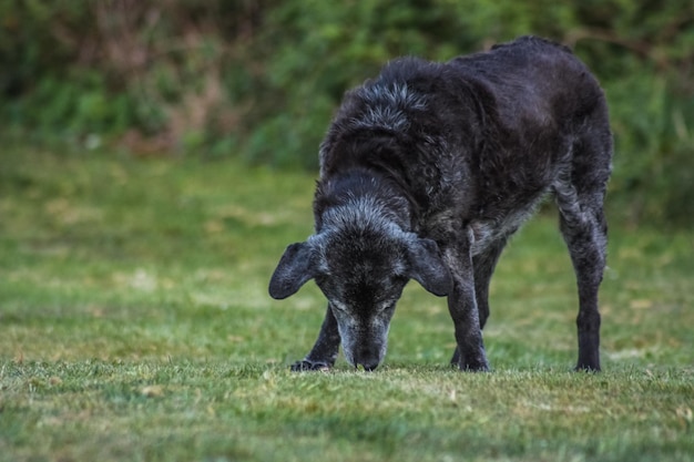 Photo chien noir sur le terrain