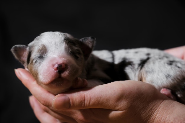 Un chien nouveau-né pur-sang Tenir le chiot nouveau-né aussie bleu merle dans les mains