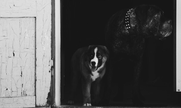 Photo le chien la nuit.