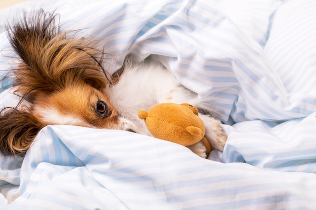 Chien Papillon au lit avec un ours