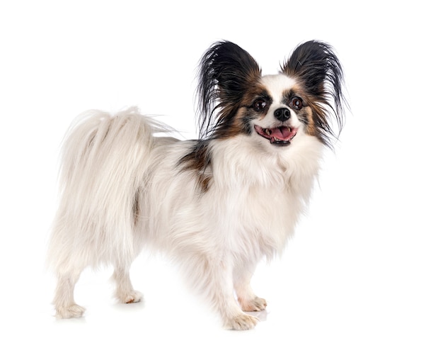 Chien Papillon devant fond blanc