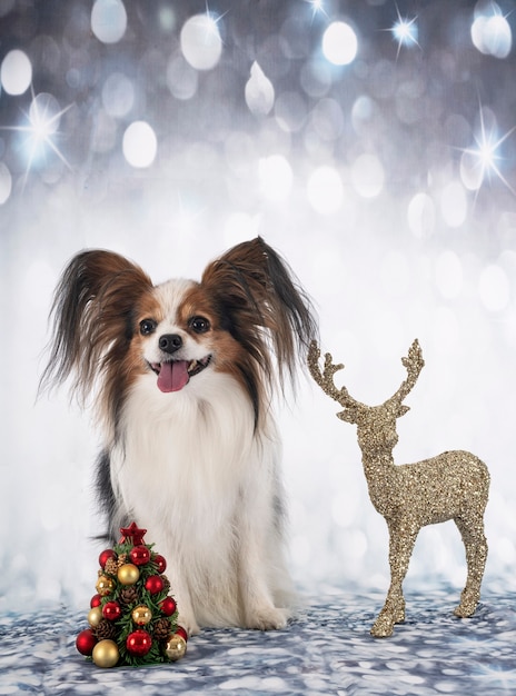 Chien papillon devant le fond de Noël