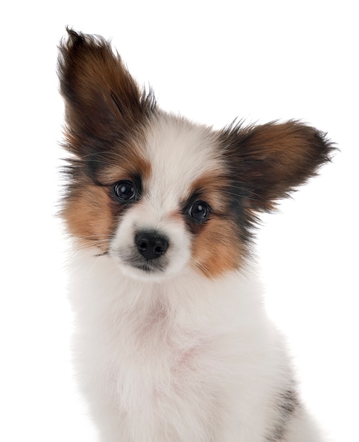 Chien Papillon sur fond blanc