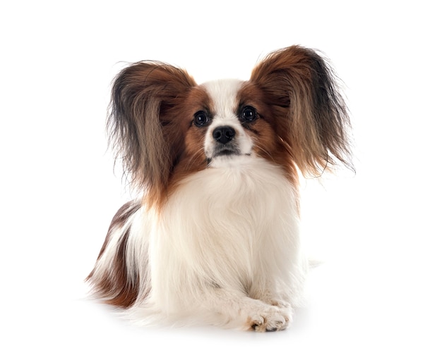 Chien Papillon isolé sur blanc