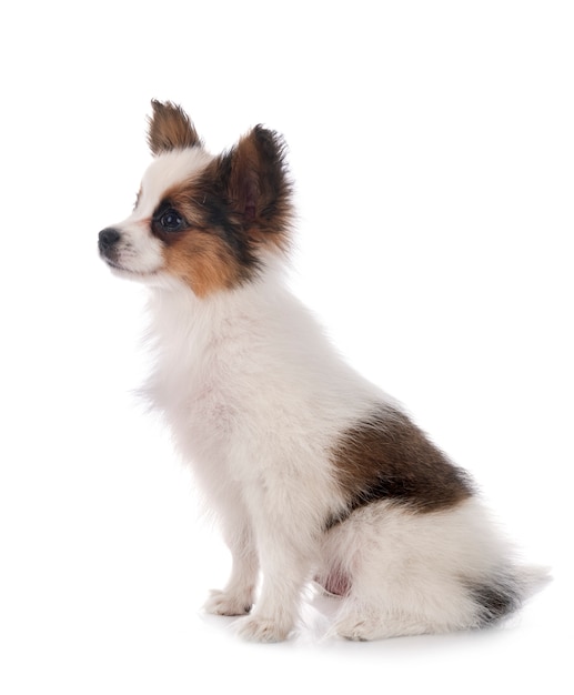 Chien Papillon