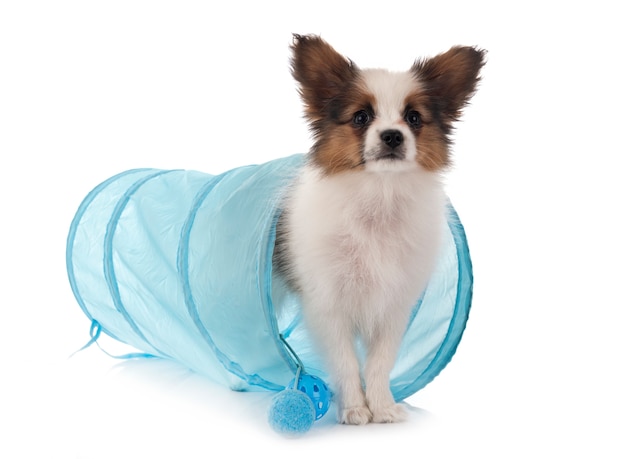 Chien Papillon