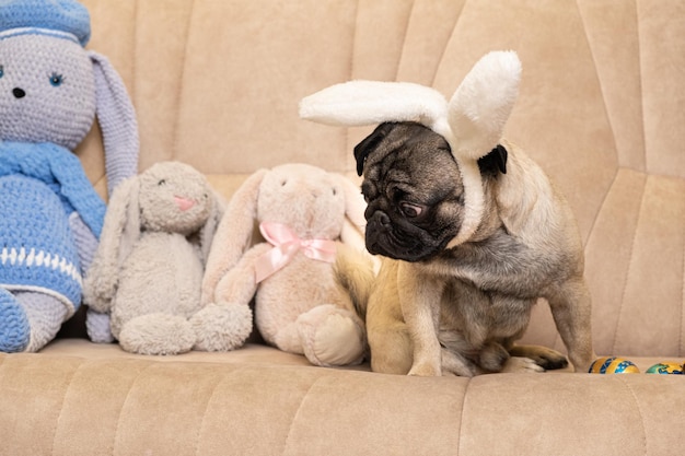 Chien de Pâques carlin mignon avec des oreilles de lapin sur la tête