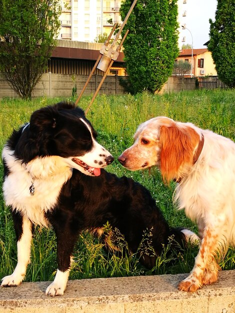 Photo chien par les arbres contre la structure construite