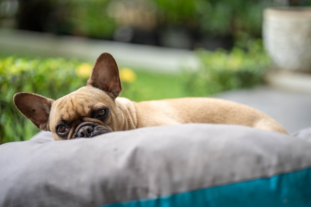 Photo chien paresseux allongé sur un tapis en plein air