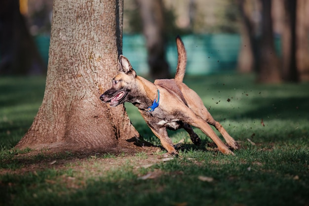 Un chien passe devant un arbre dans un parc.