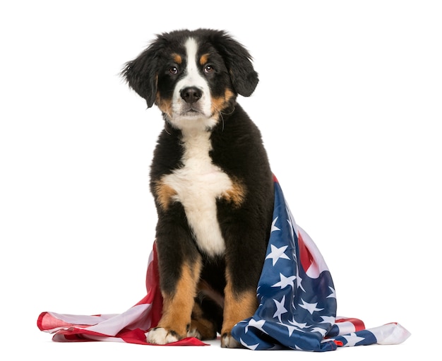 Chien patriotique assis avec le drapeau américain