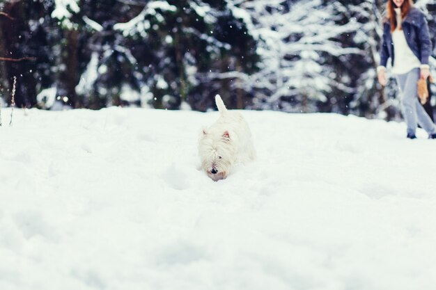 Chien en paysage d'hiver. portrait terrier blanc