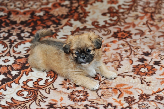 Chien pékinois se détendre à la maison