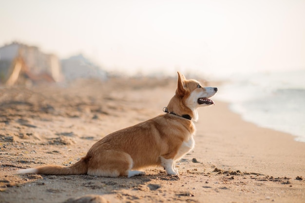 Chien pembroke corgi gallois heureux à la plage