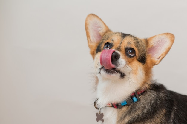 Chien Pembroke Corgi léchant son nez portrait gros plan sur l'espace gris clair